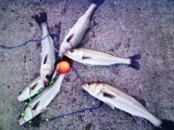 ズボ釣りを満喫♪