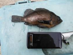 【メバル確認♪】南芦屋浜