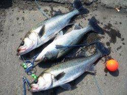 「ハネの潮」継続中♪　泉大津RT23日おひる