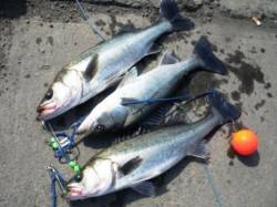 「ハネの潮」継続中♪　泉大津RT23日おひ…