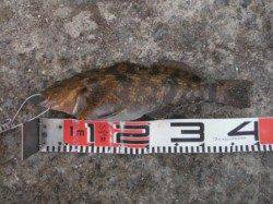 【良型アイナメ釣れました♪】南芦屋浜