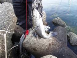 朝昼の方が…泉大津RT。夕方 