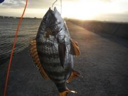  【エビ撒きでチヌ】西宮ケーソンＲＴ！