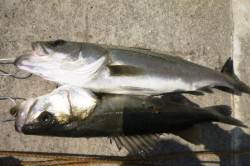 貝塚～食コンのリアルタイム 