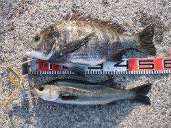 【出た～！年無し５２ｃｍチヌ！！】南芦屋浜