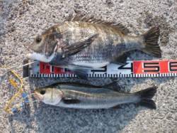 【出た～！年無し５２ｃｍチヌ！！】南芦屋浜…