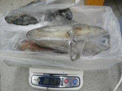 すさみ周辺の地磯でアオリイカ大漁！ 15杯8.4ｋｇ★