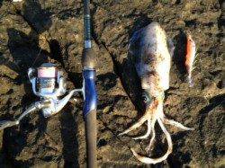 見老津漁港 星を眺めながらのナイトエギングでアオリイカ