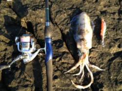 見老津漁港 星を眺めながらのナイトエギング…