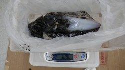 【釣れています！】周参見地磯でアオリキロアップ！