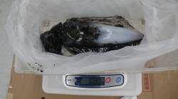 【釣れています！】周参見地磯でアオリキロア…