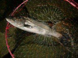 【目の前でGET!!】南芦屋浜リアルタイム