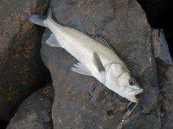 【予想的中】エビ撒きでハネ　in　南芦屋浜