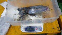 白浜椿の地磯、ヤエンでアオリイカ5杯♪