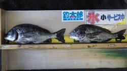 天神崎 フカセでチヌ2枚ゲット