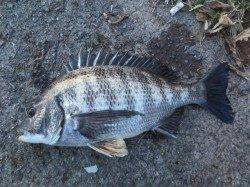 今年も紀ノ川でフカセシーズン到来です！