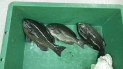 白浜の地磯でグレ3枚！【4日フカセ釣果】