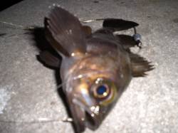 兵突のメバル、ハゼ、ワタリガニ釣り！ 