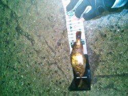 雑賀崎でメバリング、メバルとガシラの釣果☆