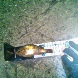 雑賀崎でメバリング、メバルとガシラの釣果☆