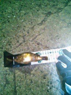 雑賀崎でメバリング、メバルとガシラの釣果☆