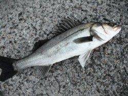 エビ撒きでもズボ釣りでも♪泉大津RT!夕方