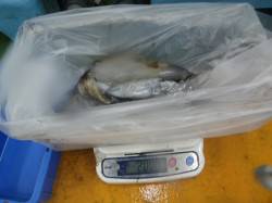 見老津の地磯 ヤエンでアオリイカ数狙える