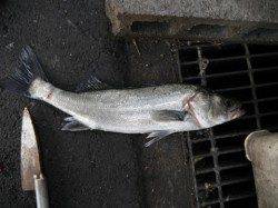 春みたいなポカポカ陽気♪泉大津ＲＴ２日・朝