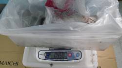 串本　大島港でエギング、ヒットカラーはオレ…