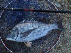 今年も紀ノ川でフカセシーズン到来です！