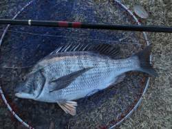 今年も紀ノ川でフカセシーズン到来です！