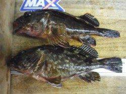 和歌山市内のガシラ調査♪♪