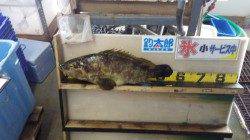 みなべ堺　大島、カゴ釣りで56cmのクエ♪