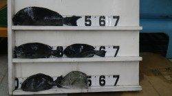 見老津の地磯にて45.5㎝のグレ！