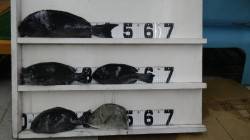 見老津の地磯にて45.5㎝のグレ！