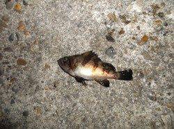 本荘人工島胴突きでメバル・ガシラ★