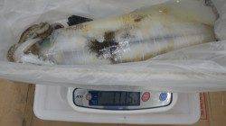 椿地磯 ヤエンでアオリイカ〜1.7kg2ハイ