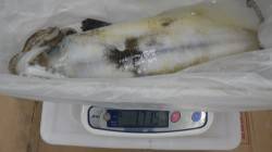 椿地磯 ヤエンでアオリイカ〜1.7kg2ハ…