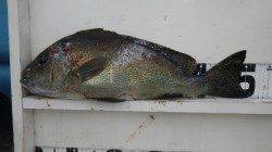 椿地磯 フカセでコロダイ50cm