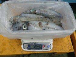 見草でアオリイカ狙い！アタリが多かったです！