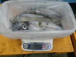 見草でアオリイカ狙い！アタリが多かったです…