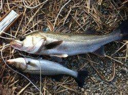 貝塚港~食コンりある♪