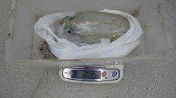 白浜町富田の地磯 エギングでアオリイカ885g