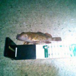 田ノ浦漁港、短時間での数釣りが出来ました！