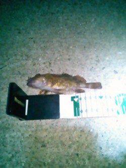 田ノ浦漁港、短時間での数釣りが出来ました！