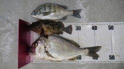 袋漁港にて今年初チヌゲット