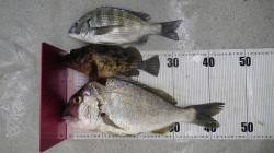 袋漁港にて今年初チヌゲット