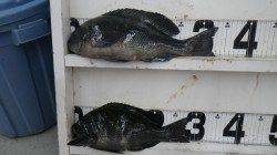 【強風でしたが…】見老津の大曲でグレGET！