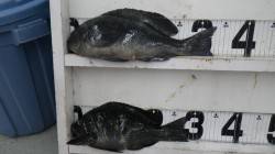 【強風でしたが...】見老津の大曲でグレG…