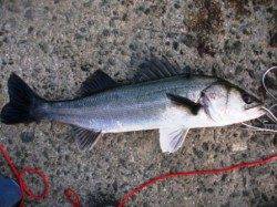 水銀灯は好調をキープ♪泉大津ＲＴ！夕方